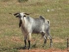Photos male goat