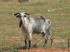 male goat