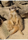 Photo meerkat
