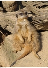 meerkat