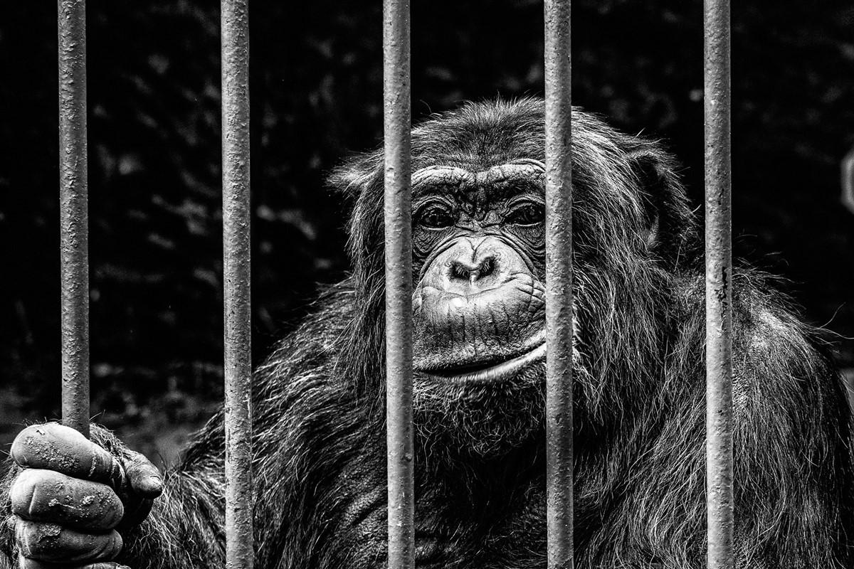Photo monkey in cage