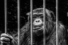 monkey in cage