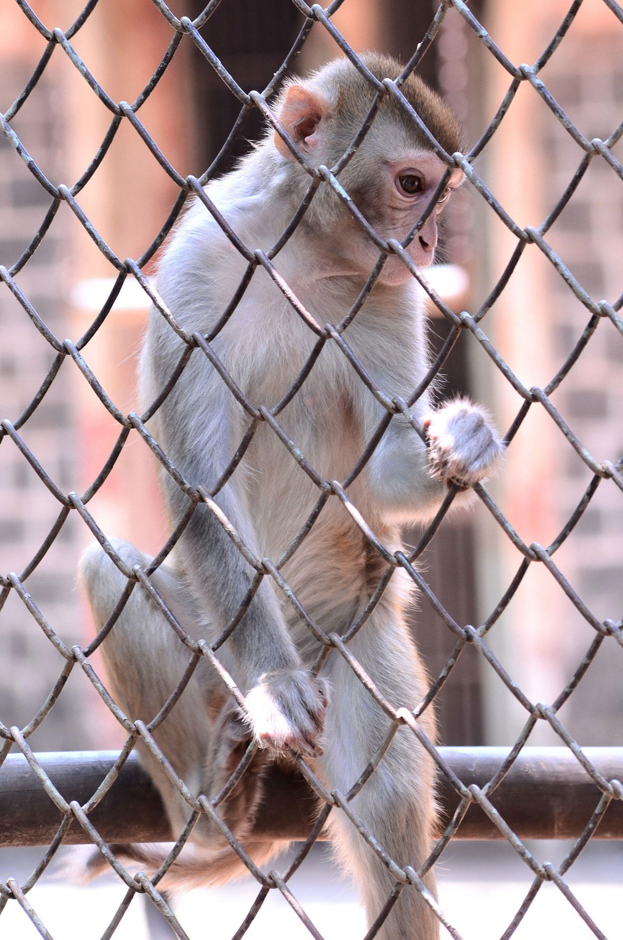 Photo monkey in captivity