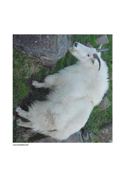 mountain goat