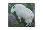 Photo mountain goat