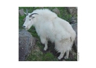 mountain goat