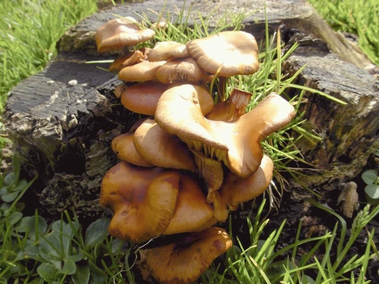 Photo mushrooms
