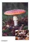 Photo mushrooms