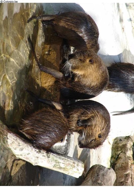 muskrat