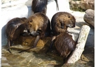 Photo muskrat