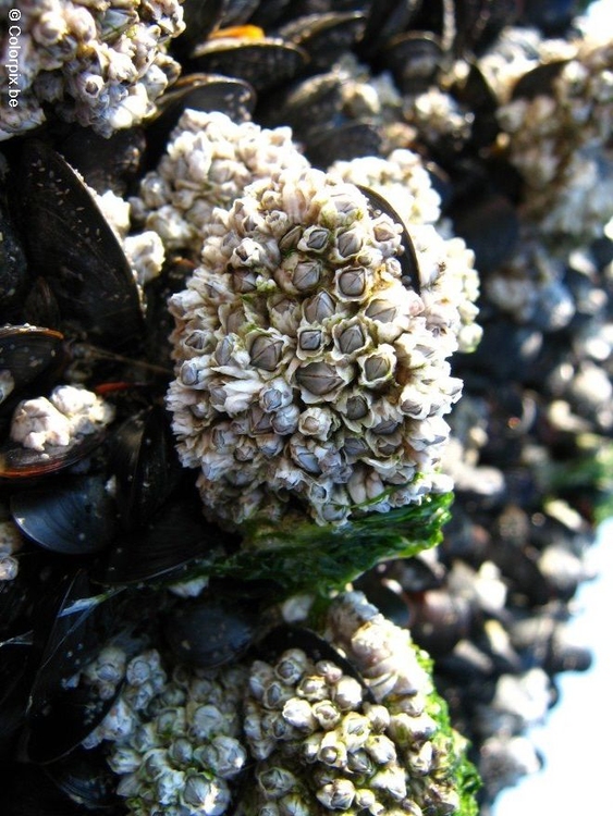 Photo mussel and sea pox