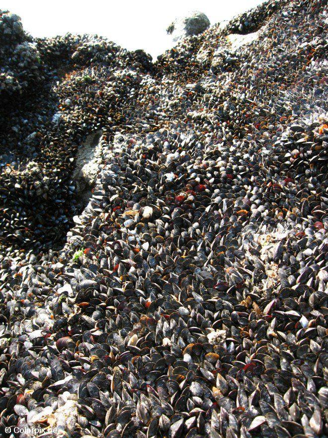 Photo mussels 1