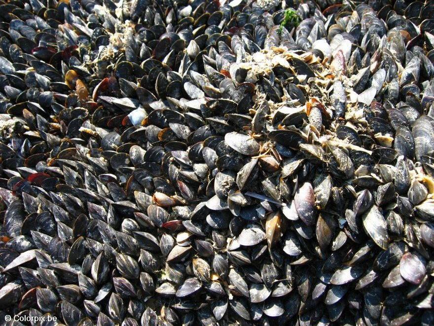 Photo mussels 2