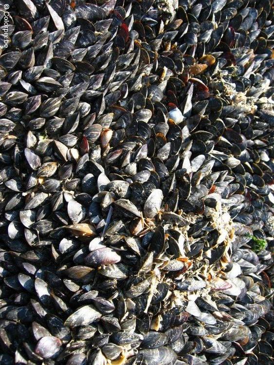 mussels 2