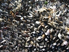Photo mussels 2