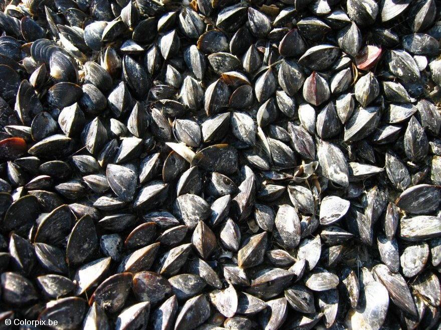 Photo mussels 3