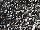 mussels 3