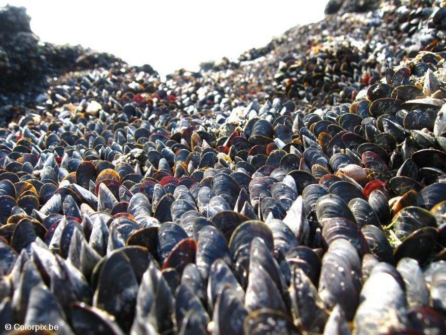 Photo mussels