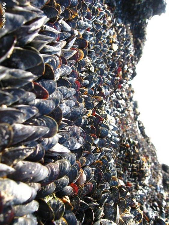 mussels