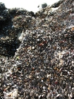 photo mussels 1