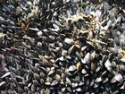 photo mussels 2