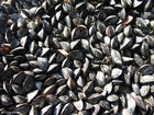 photo mussels 3