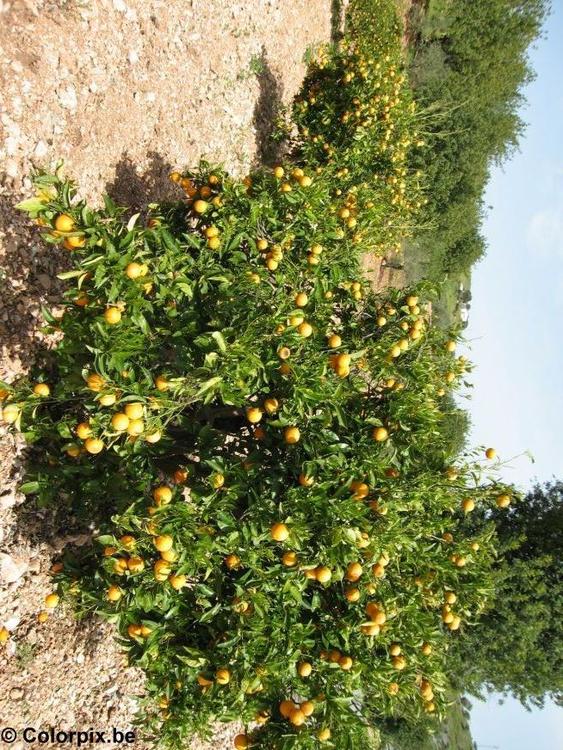 orange tree