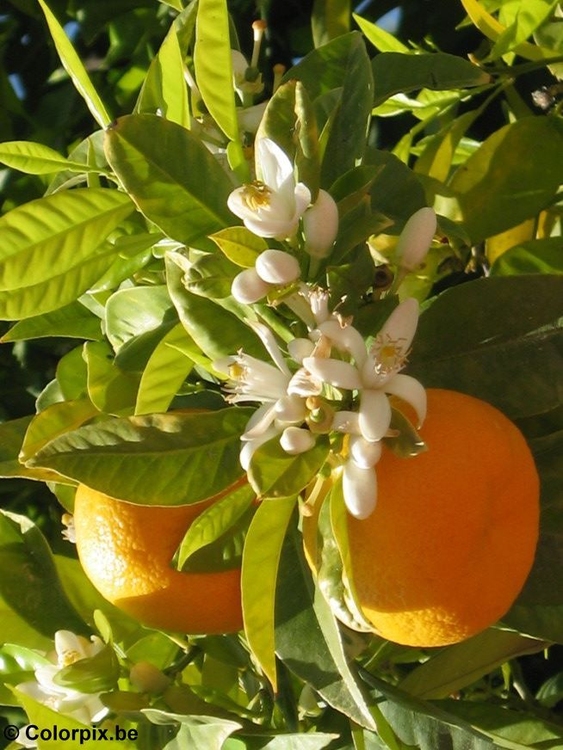 Photo oranges with blossom