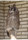 Photo owl