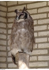 Photos owl