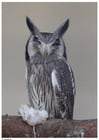 Photo owl