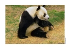 Photos panda