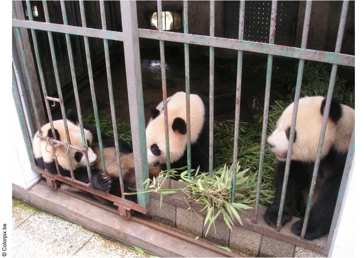 Photo pandas