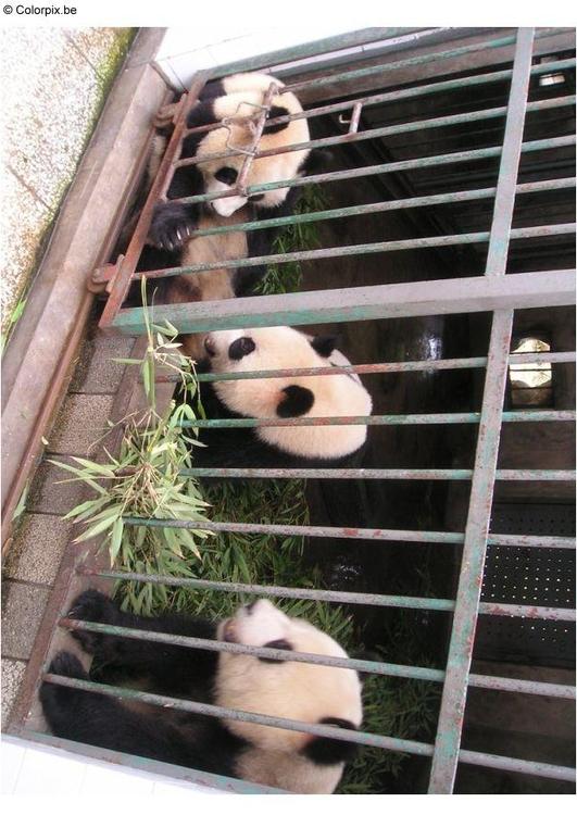 pandas