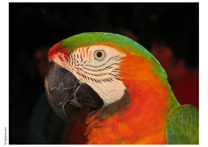 Photo parrot