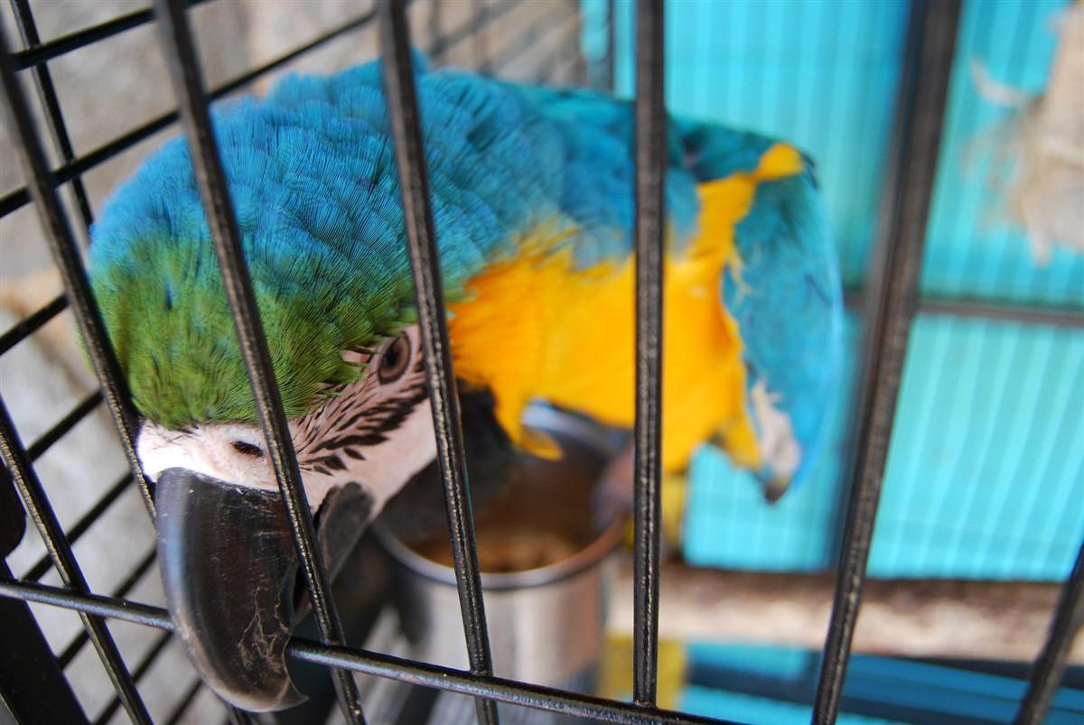 Photo parrot in cage