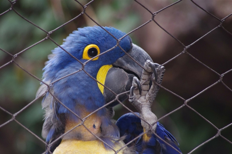 Photo parrot in cage