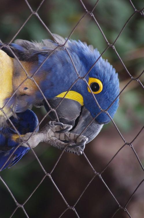 parrot in cage