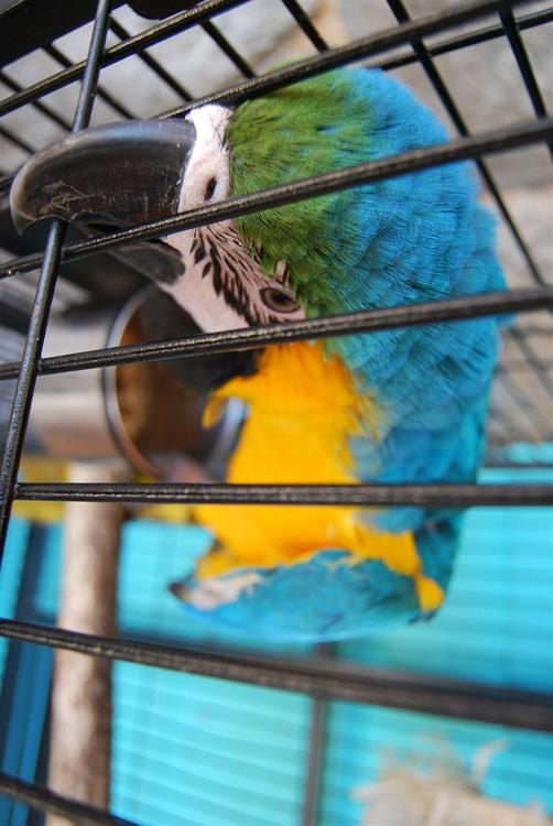 parrot in cage