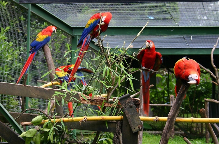 Photo parrots in cages