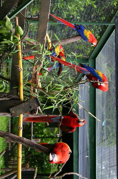 parrots in cages