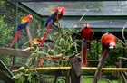 parrots in cages