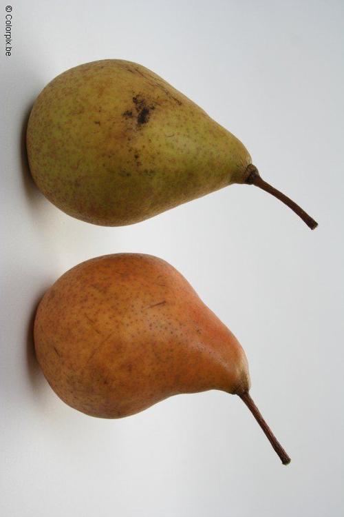 pears