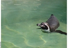 penguin