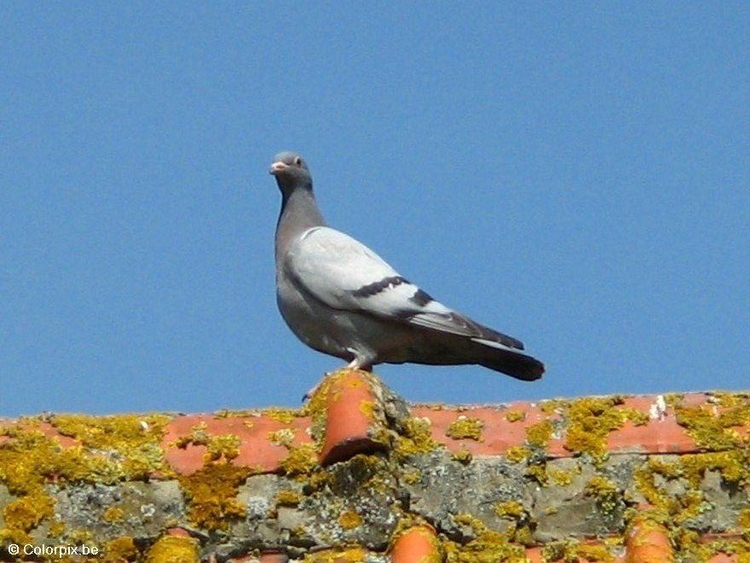 Photo pigeon