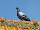 Photo pigeon