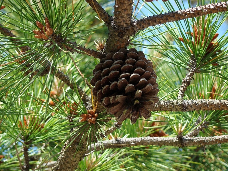 Photo pine cone