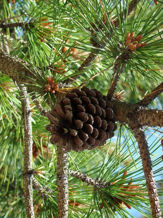 pine cone