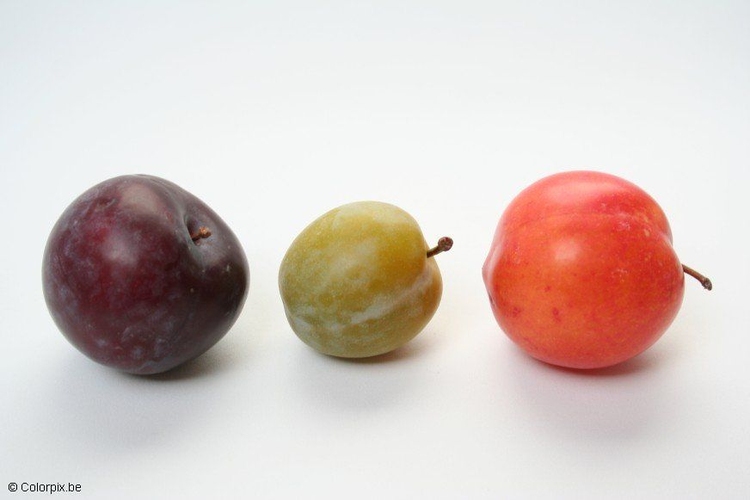 Photo plums