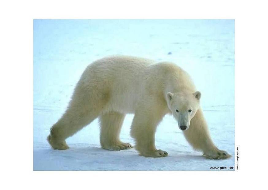 Photo polar bear
